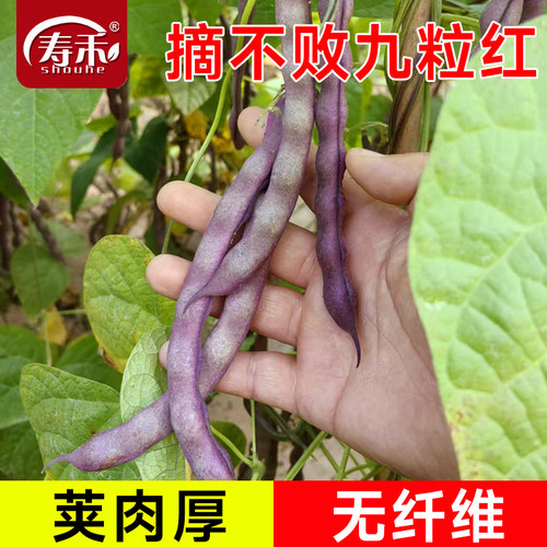九粒红芸豆种子种籽孑蔬菜秋豆角架豆扁豆八月忙四季摘不败白不老