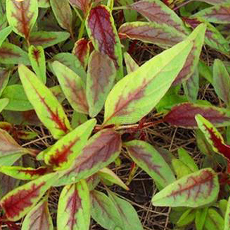 红汉菜柳叶苋菜种子种籽孑四季籽种蔬菜菜籽广东菜种老品种夏季