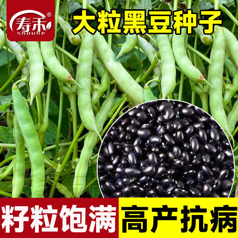 小粒种子传统杂粮春夏露天四季豆图片