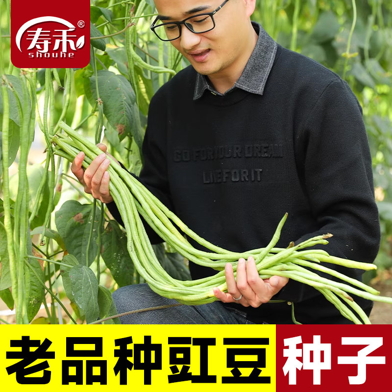长豆角种子种籽苗秧豇豆大全芸豆四季豆扁豆缸豆孑秋豆角无架豆角