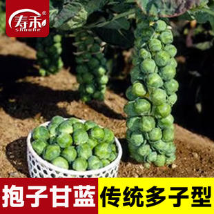 包子甘監蔬菜菜種孑 富蘭克林抱子甘藍種籽孢子甘藍種子苗高產四季