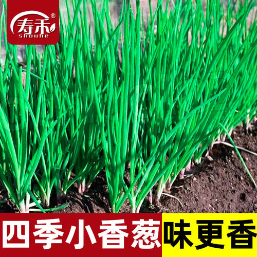 四季葱苗种子盆栽带根