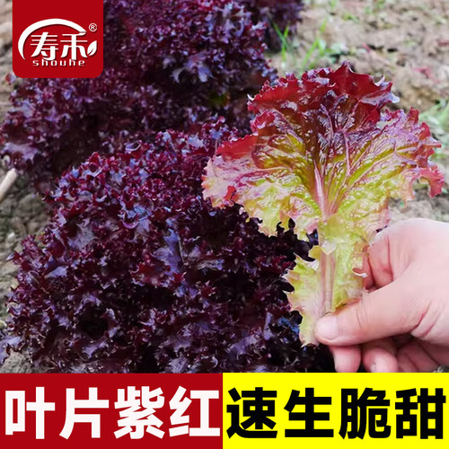 紫罗马生菜苗秧四季菜种子