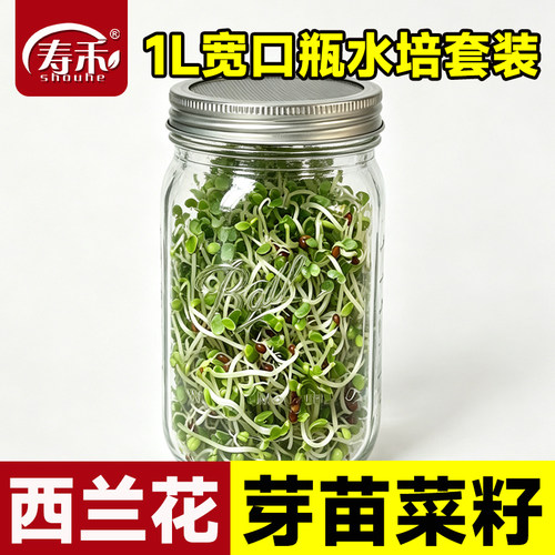 水培芽苗菜种孑豌豆大麦松柳麻