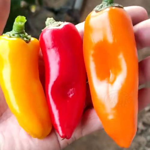 不辣水果椒种子苗秧盆栽蔬菜春季