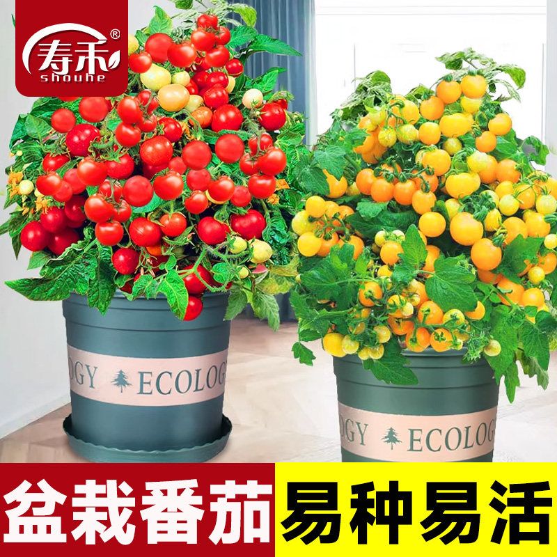 盆栽矮生千禧小番茄种子四季