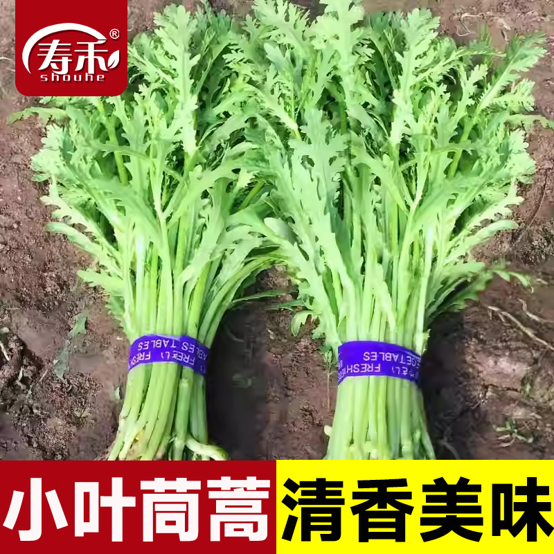 小叶茼蒿种子种籽菜种皇帝菜冬季
