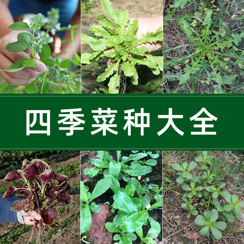荠菜种子种籽孑蒲公英苦菜苋菜青菜菜籽秋季籽菜种大全荆芥菜