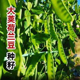 荷蘭豆種籽種子豌豆苗四季 甜老品種豌豆種籽孑籽種蠶豆菜籽尖碗豆