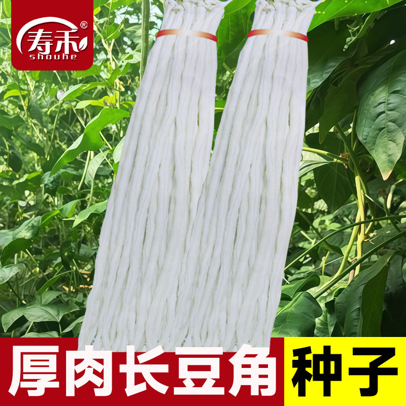 厚肉长豆角白豇豆种子特长春秋蔬菜孑种豆角种籽大全四季豆种高产
