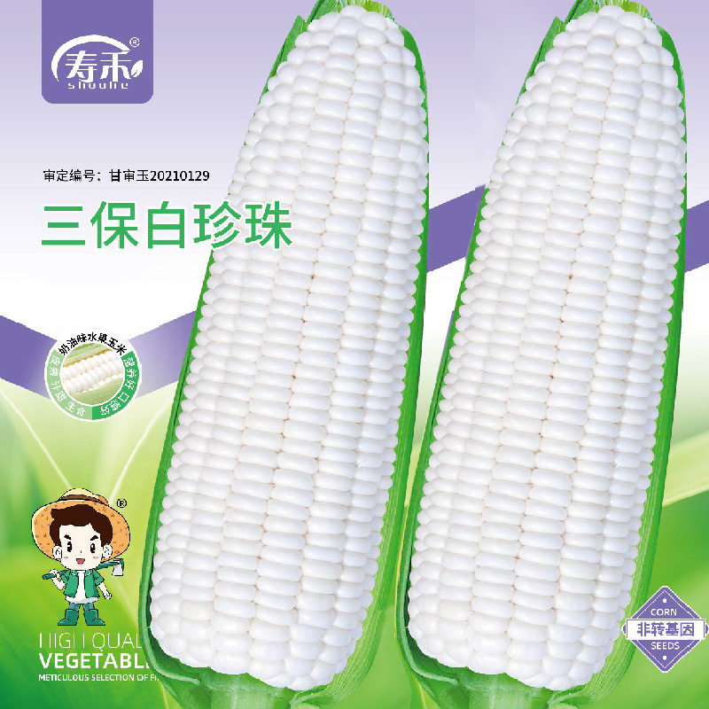 三保白珍珠玉米种子早熟超甜水果玉米种子四季苗特大高产种籽孑子图片