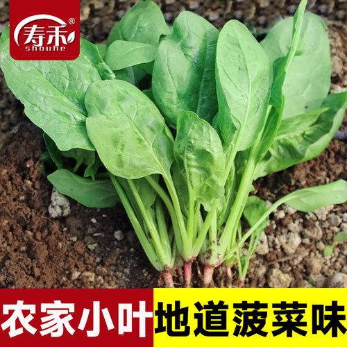农家小叶菠菜种子口感更地道