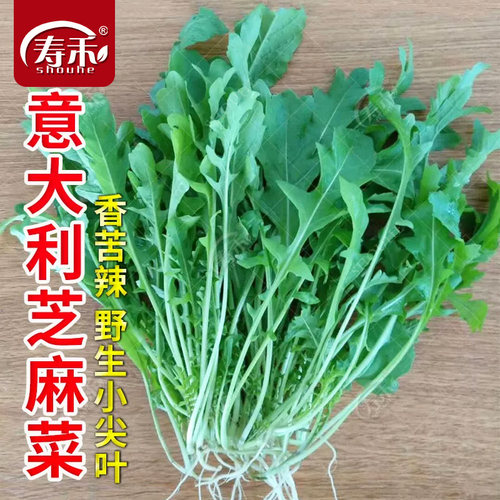 蔬菜火箭籽种盆栽芝麻菜