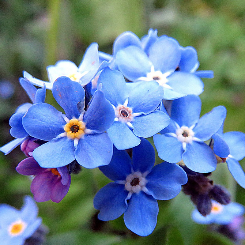 勿忘我盆栽花苗花卉种子四季