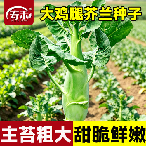 四季大笋芥兰种子蔬菜