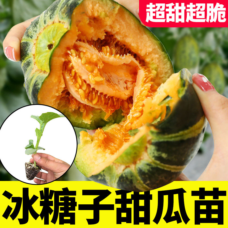 冰糖子甜瓜种子特甜香瓜高产图片