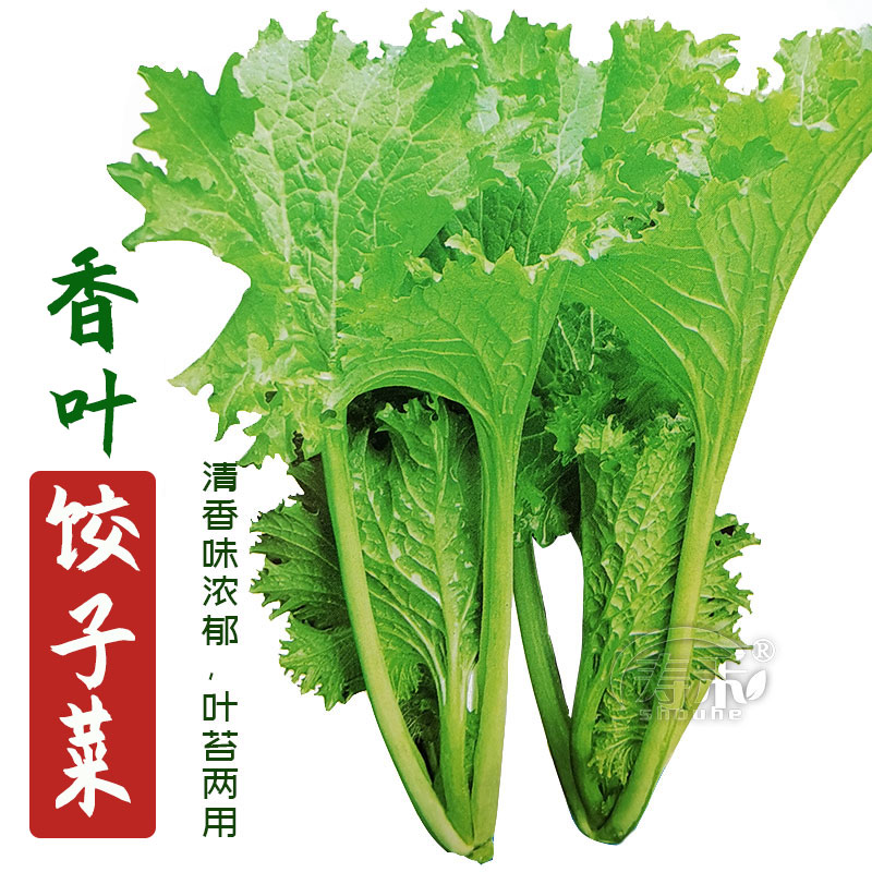 芥菜种子四季大叶蔬菜菜种籽种