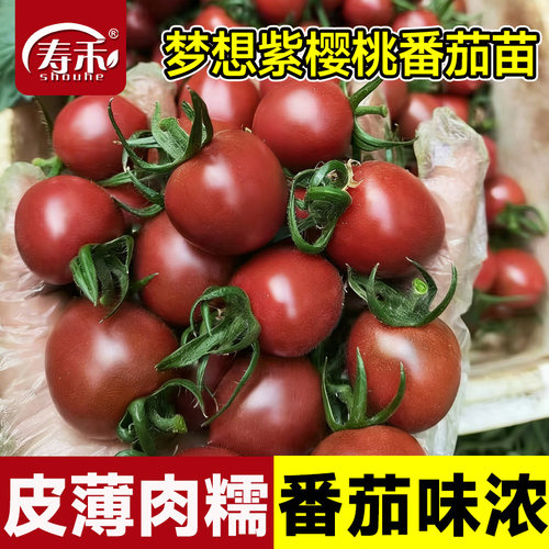 梦想紫樱桃番茄苗西红柿种籽四季高端蔬菜孑苗秧黄色水果圣女果