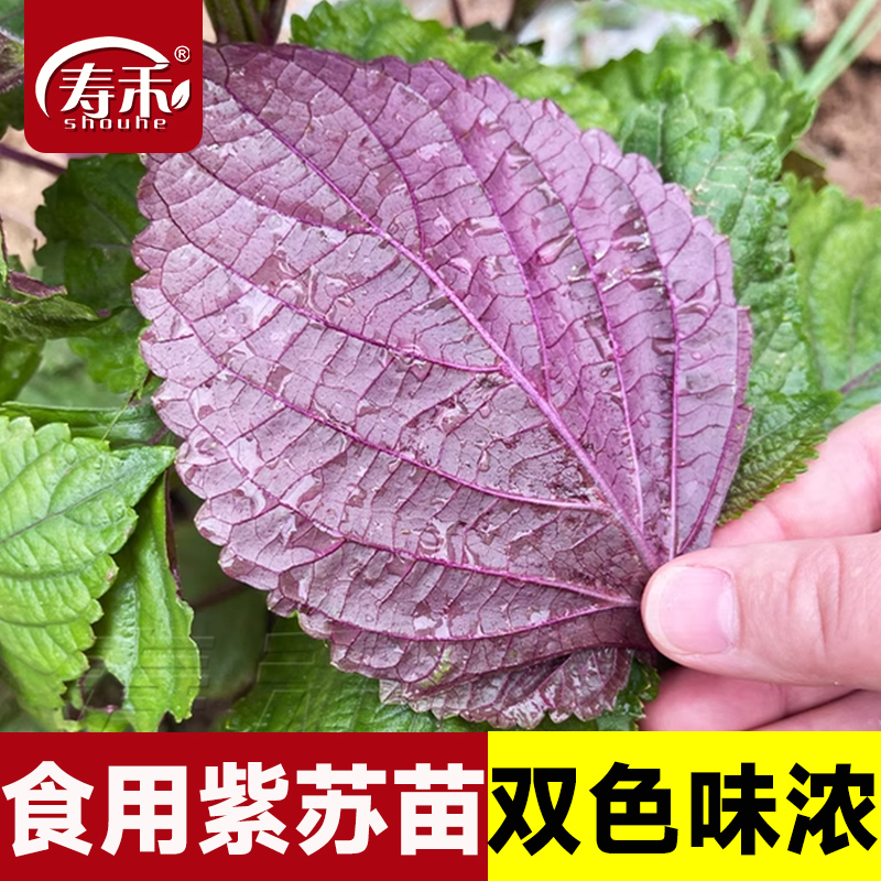 紫苏种子种籽孑子苗盆栽食用紫苏叶四季紫苏子种植菜苗秧苗苏子叶