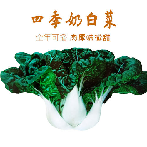 奶白菜蔬菜秋冬季四季蔬菜种子