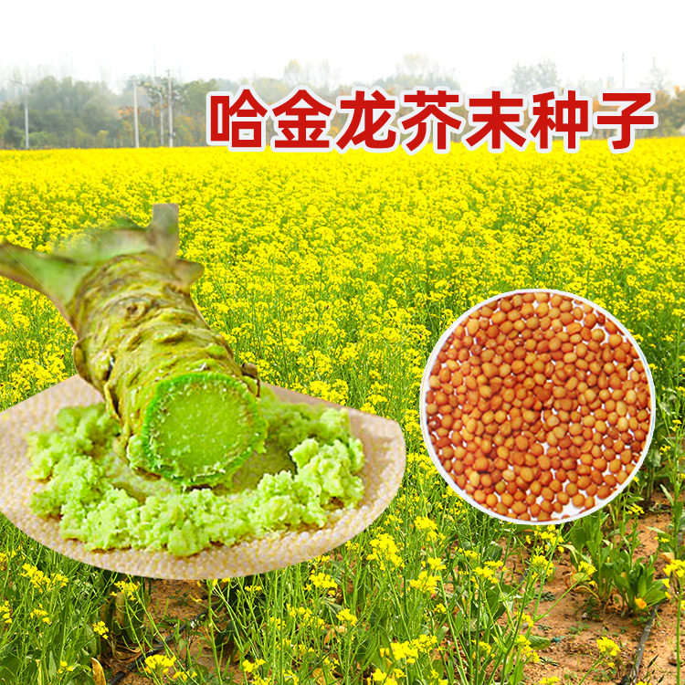 芥末种子种籽孑 家庭四季芥茉盆栽春季春天夏季菜籽菜种籽种