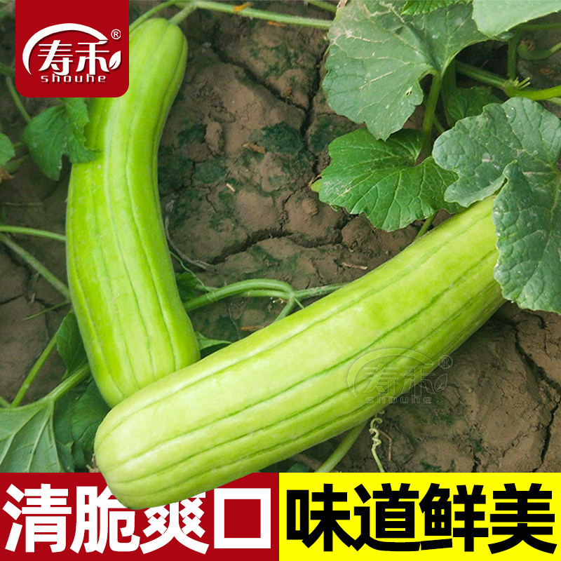 老品种梢瓜菜瓜花龙菜瓜种子青皮脆瓜甜瓜四季春季烧瓜蔬菜种籽
