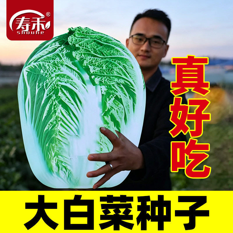 真好吃大白菜种子种籽图片