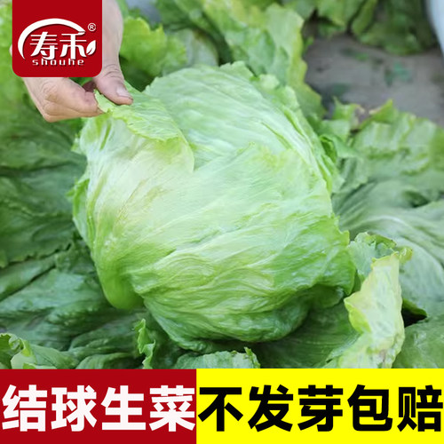 结球生菜种子包心紧致质地脆嫩