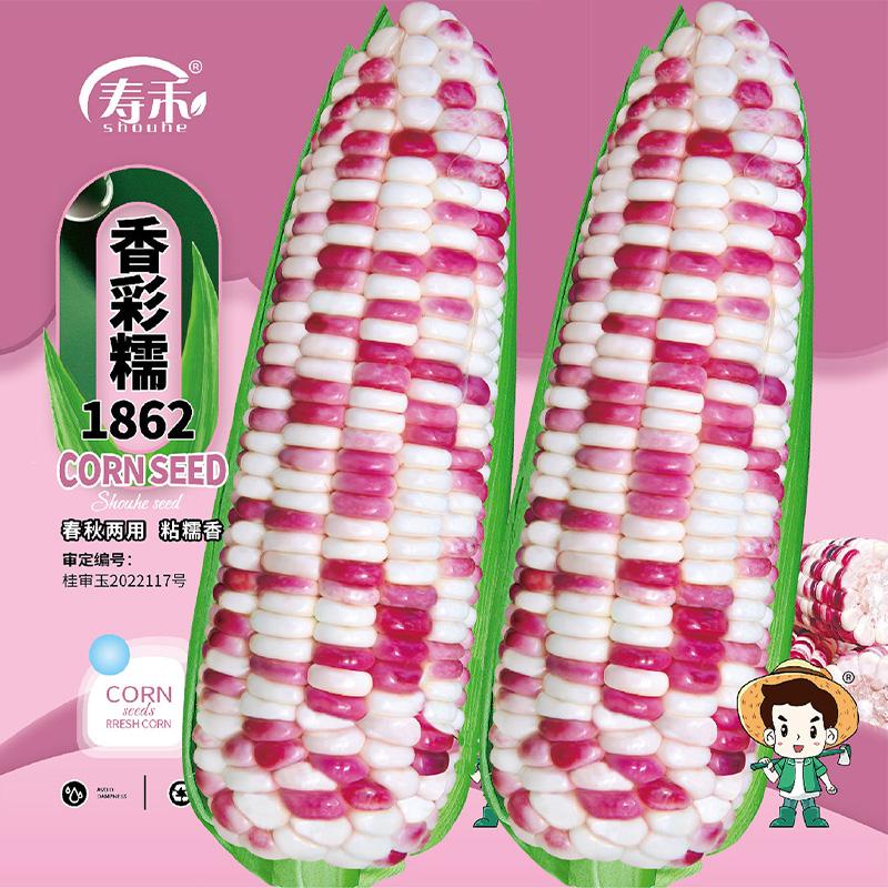 香粘好吃糯孑甜玉米种子苗寿禾图片