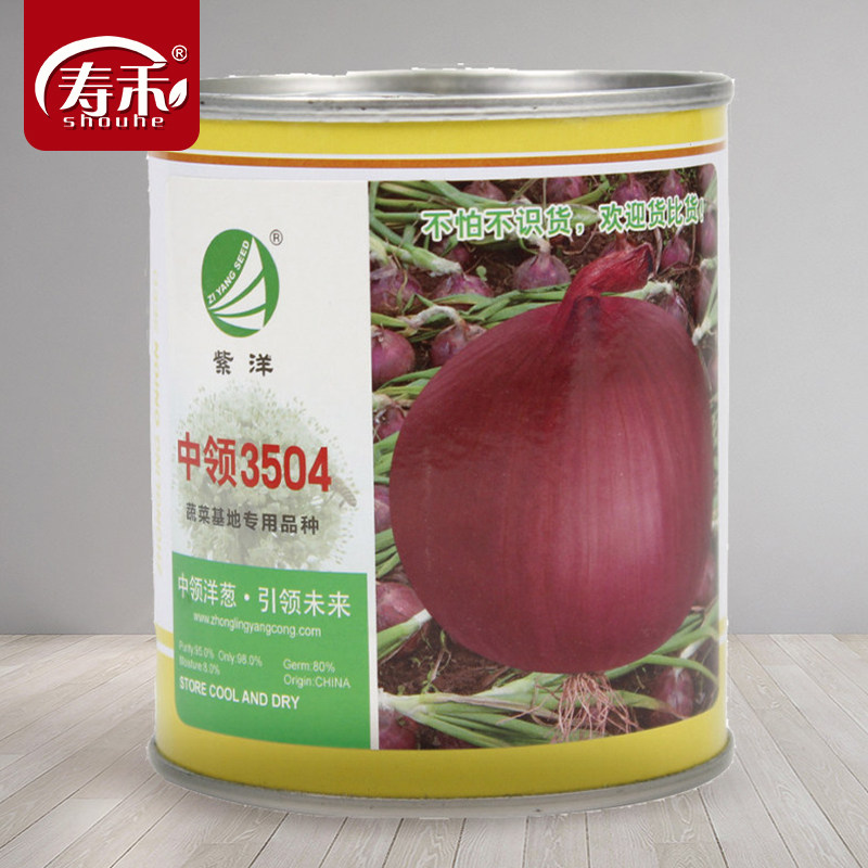 中领3504洋葱种子苹果型紫皮洋葱种籽耐寒圆葱扁圆紫红色蔬菜种孑