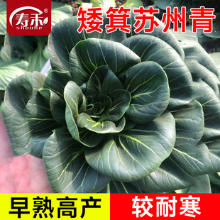 黑叶矮箕苏州青矮脚苏州青种子黑大头抗寒肉厚青梗菜小油菜种籽孑