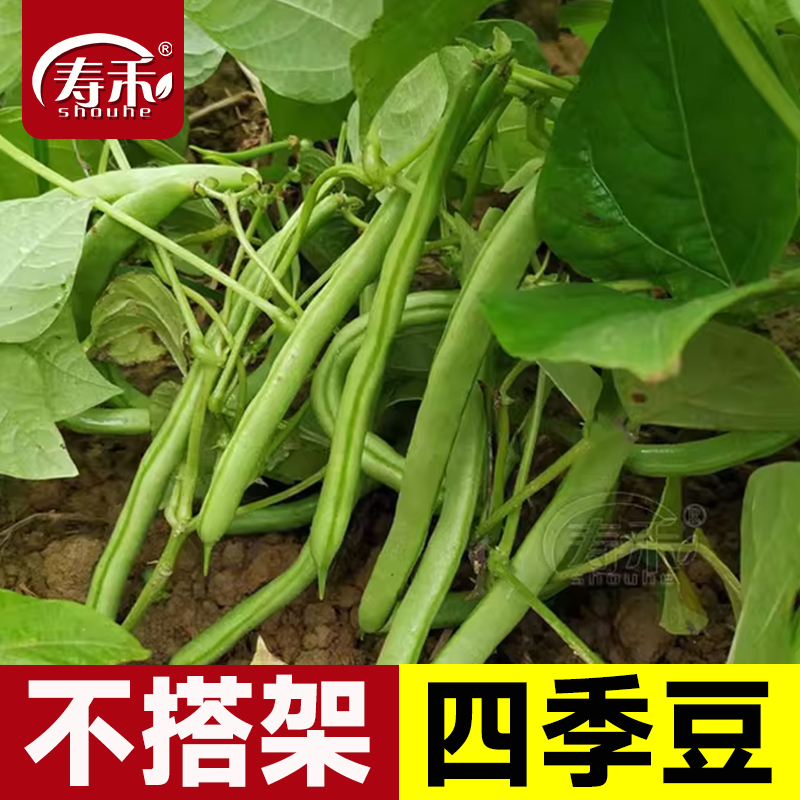 不搭架四季豆肉厚质脆丰产性好