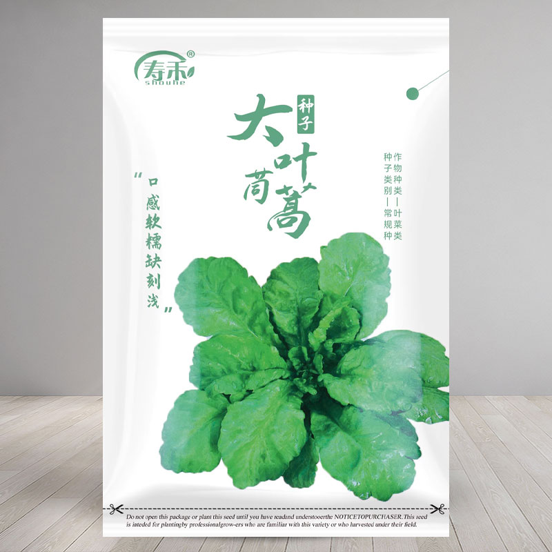 高产皇帝菜大叶茼蒿冬季