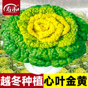 黄心乌菜种种子种籽乌塌菜黑菜雪里金花青菜蔬菜孑乌塔冬季 菜籽苗