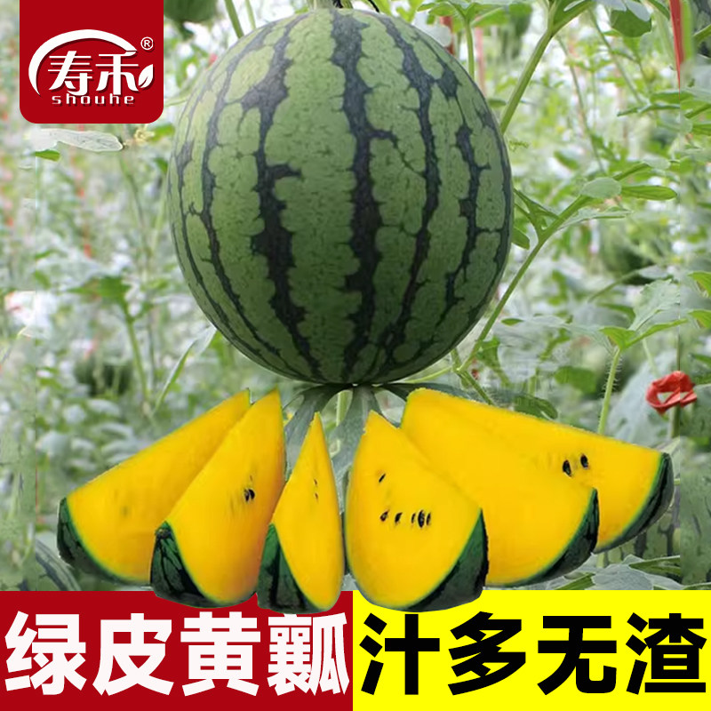 小西瓜种子种籽黄皮懒汉大全甜王无籽孑秧苗嫁接麒麟8424苗秧2k - 实物图
