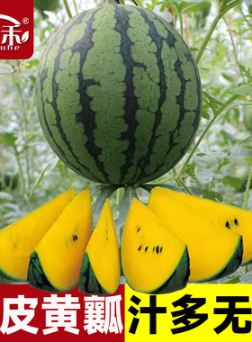 小西瓜种子种籽黄皮懒汉大全甜王无籽孑南方嫁接麒麟8424苗秧2k