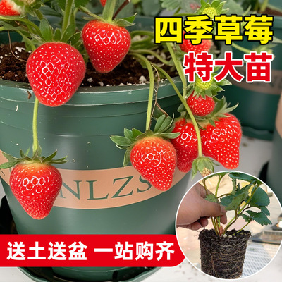 自己种植更健康寿禾出品带土好苗