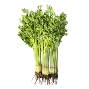 四季小香芹种子种籽孑苗秧大芹菜根苗蔬菜菜苗苗子秧苗籽种批发