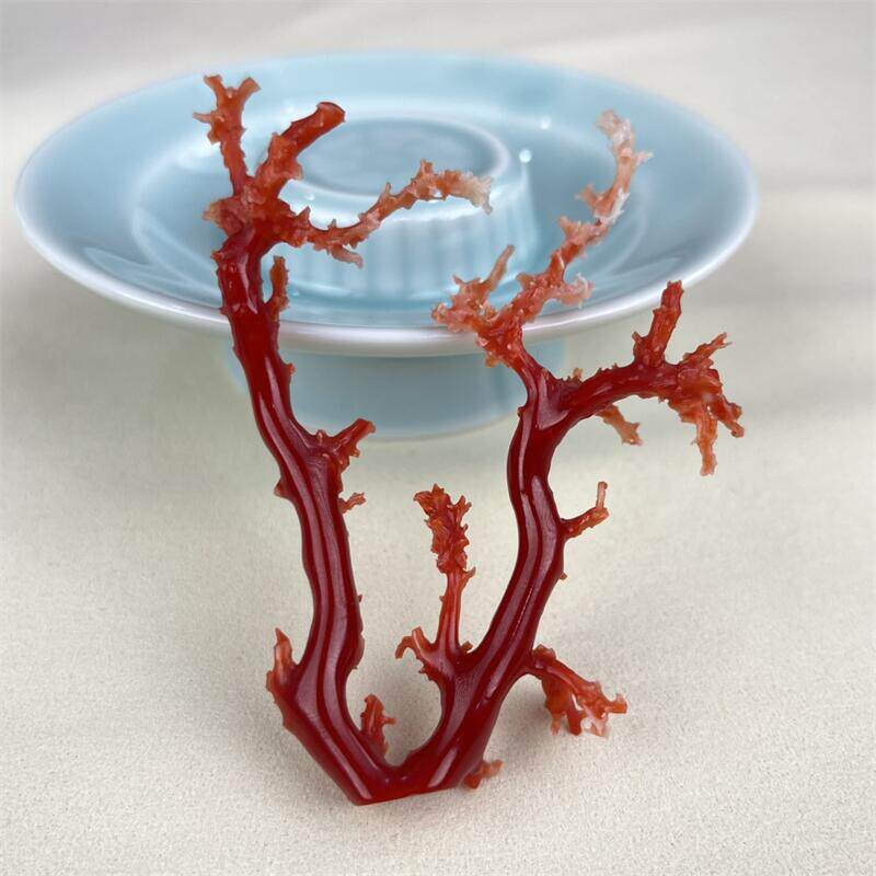 天然日本牛血红珊瑚摆件原色有机宝石阿卡沙丁深海红科西嘉颂