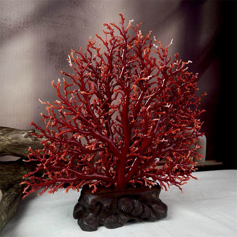 天然阿卡赤血红珊瑚树摆件697.1克有机宝石阿卡沙丁科西嘉
