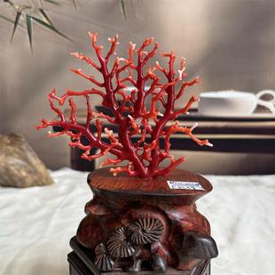 天然阿卡珊瑚树摆件45.5克有机宝石沙丁牛血红赤血红科西嘉速