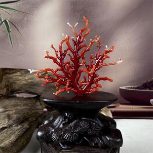 天然阿卡赤血红珊瑚树摆件41.7克原色宝石阿卡沙丁牛血红科西嘉速