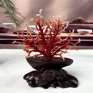 天然阿卡珊瑚树摆件47.5克有机宝石阿卡沙丁牛血红赤血红科西嘉速