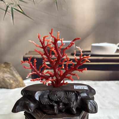 天然阿卡赤血红珊瑚树摆件30.6克有机宝石阿卡沙丁牛血红科西嘉速