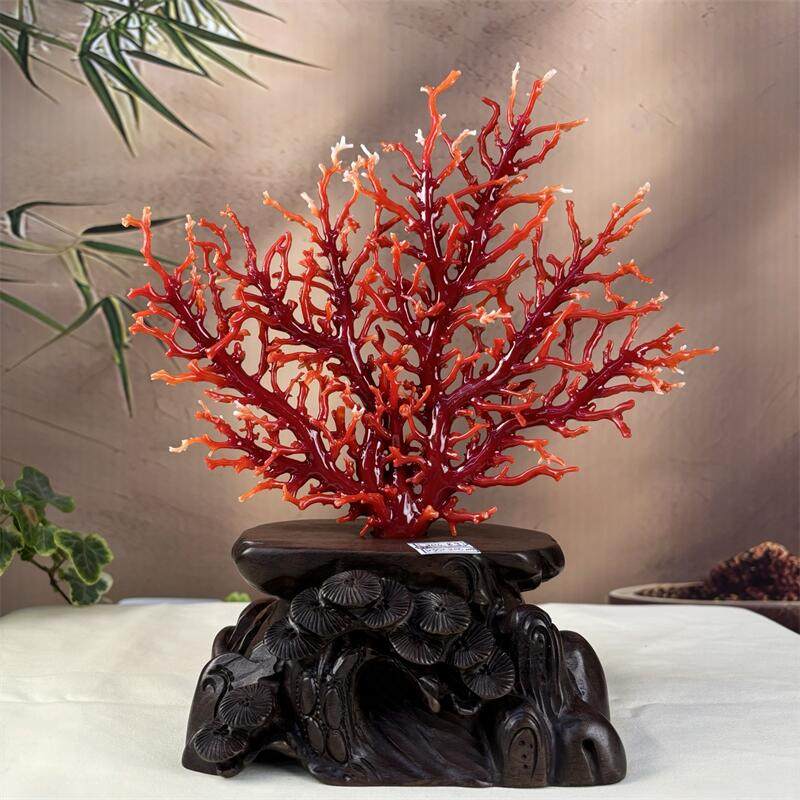 天然日本阿卡珊瑚树摆件206.8克有机宝石阿卡沙丁赤血红科西嘉