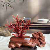 天然阿卡赤血红珊瑚树摆件27.6克原色有机宝石阿卡沙丁科西嘉速