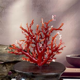 天然阿卡赤血红珊瑚树摆件46克原色阿卡沙丁牛血红深海红科西嘉速