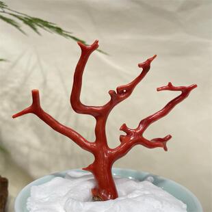 天然意大利沙丁珊瑚树摆件23.7克原色有机宝石阿卡牛血红科西嘉速