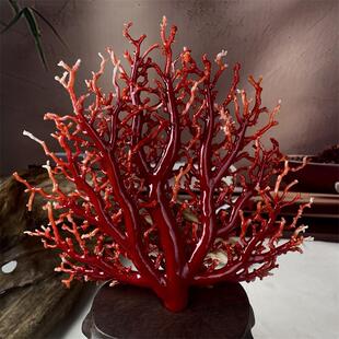 天然阿卡赤血红珊瑚树大摆件323.4g原色有机宝石阿卡沙丁科西嘉