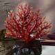 天然珊瑚树摆件135.9克原色宝石阿卡沙丁赤血红牛血红科西嘉速